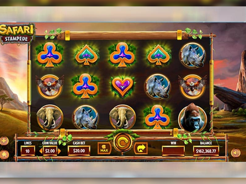 Stampede Safari
