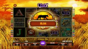 Big win in Cats after landing a winning combination of cougar symbols.